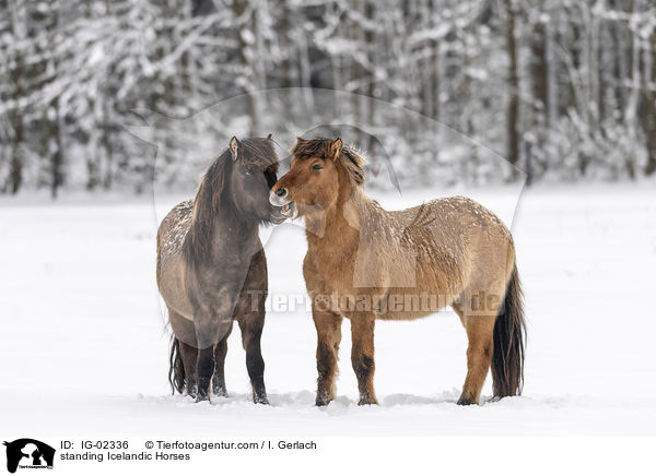 standing Icelandic Horses / IG-02336