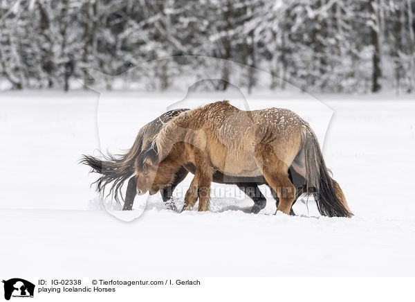 spielende Islnder / playing Icelandic Horses / IG-02338