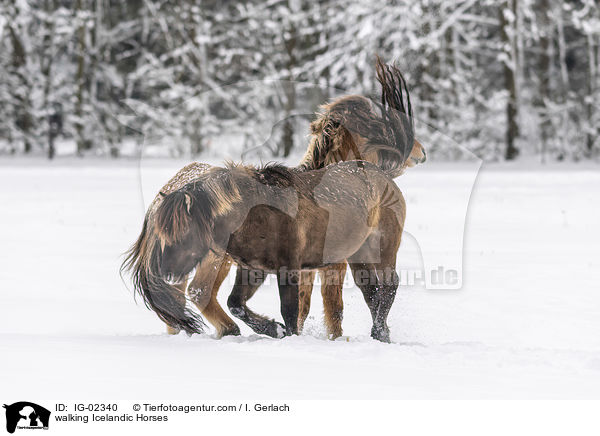 walking Icelandic Horses / IG-02340