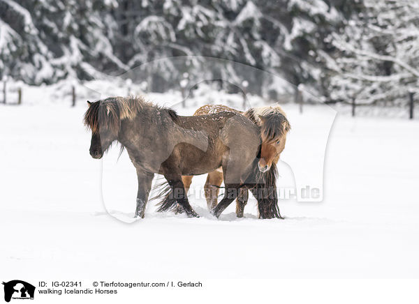 walking Icelandic Horses / IG-02341