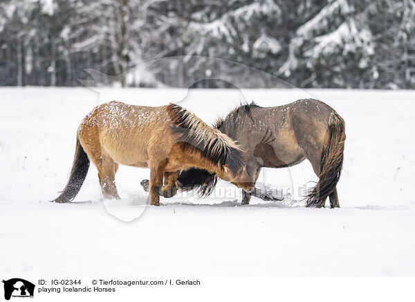 spielende Islnder / playing Icelandic Horses / IG-02344