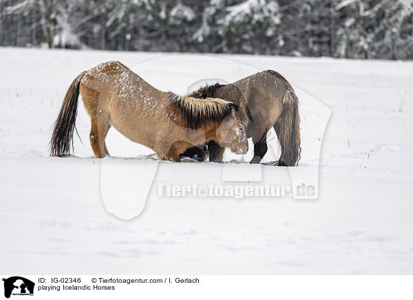 spielende Islnder / playing Icelandic Horses / IG-02346