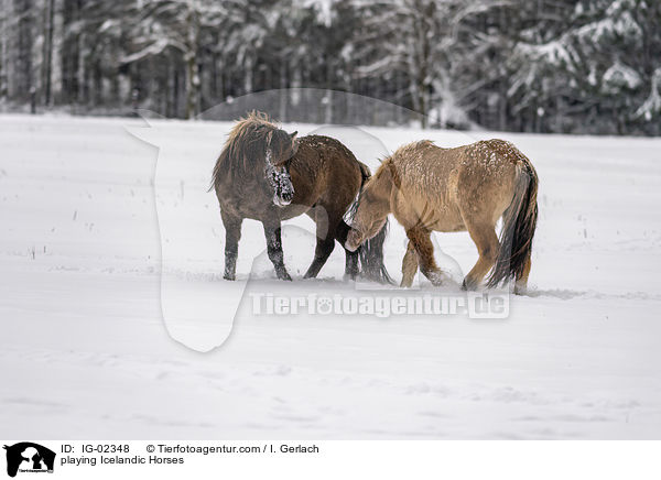 playing Icelandic Horses / IG-02348