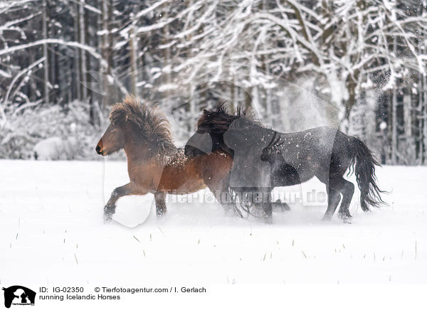 rennende Islnder / running Icelandic Horses / IG-02350