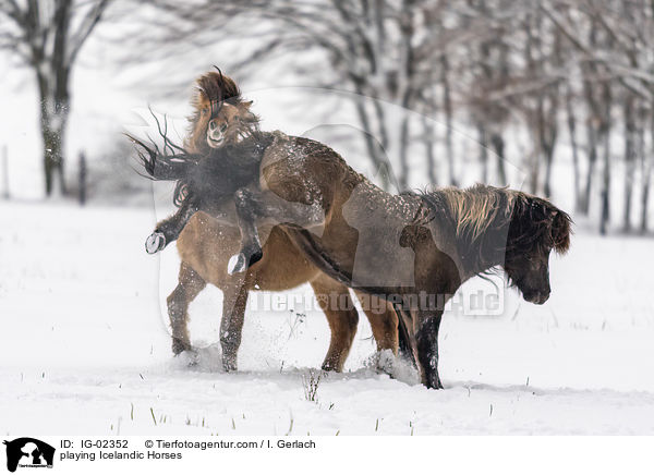 playing Icelandic Horses / IG-02352