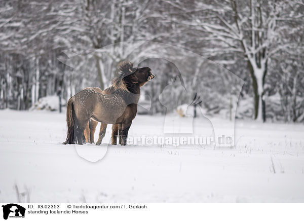 stehende Islnder / standing Icelandic Horses / IG-02353