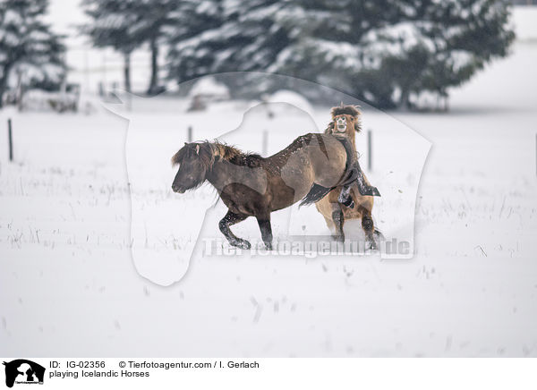 playing Icelandic Horses / IG-02356