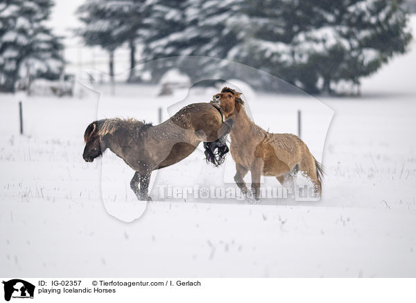 playing Icelandic Horses / IG-02357
