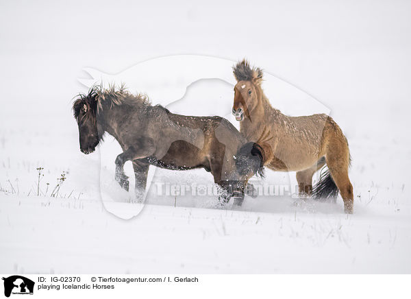 spielende Islnder / playing Icelandic Horses / IG-02370