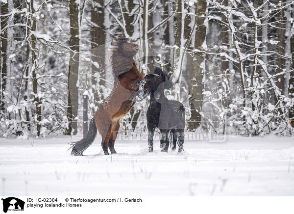 spielende Islnder / playing Icelandic Horses / IG-02384