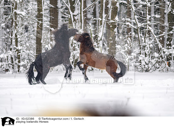 spielende Islnder / playing Icelandic Horses / IG-02386