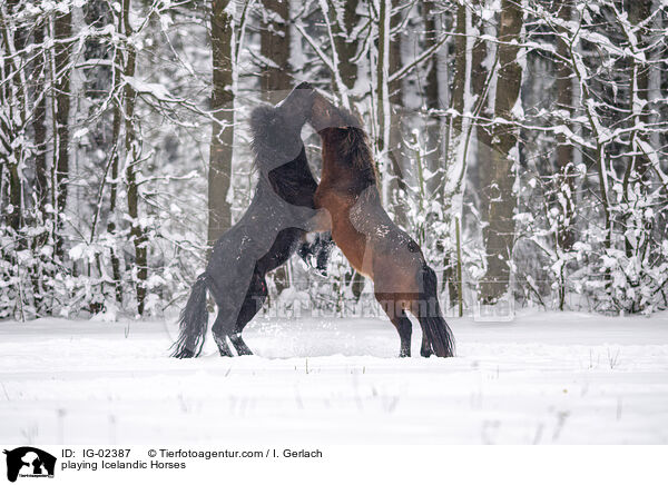 spielende Islnder / playing Icelandic Horses / IG-02387