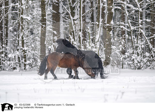 spielende Islnder / playing Icelandic Horses / IG-02388