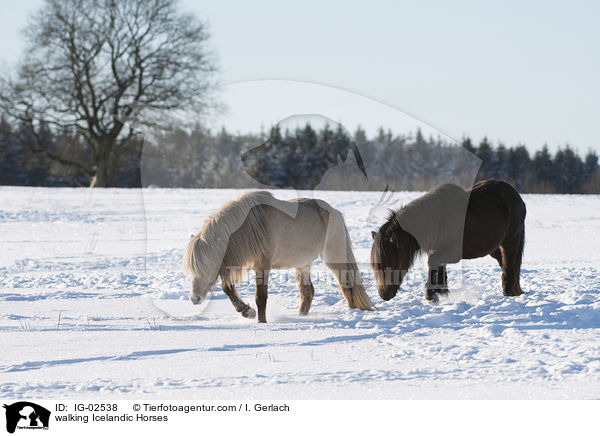 walking Icelandic Horses / IG-02538