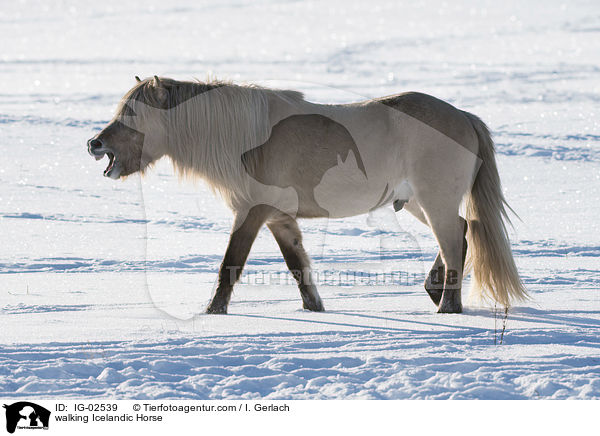 walking Icelandic Horse / IG-02539