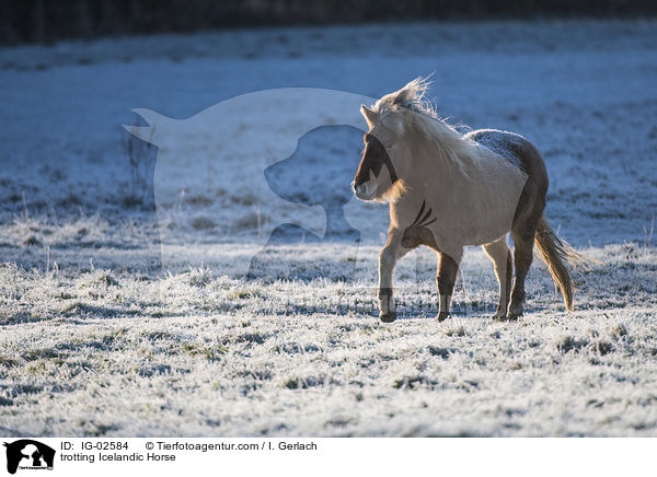 trabender Islnder / trotting Icelandic Horse / IG-02584