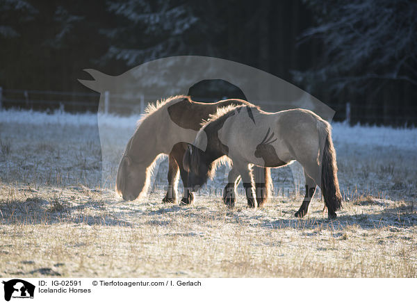 Islnder / Icelandic Horses / IG-02591