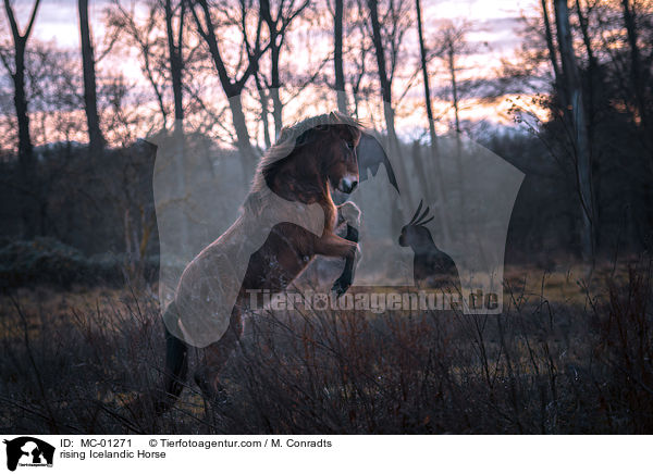 steigender Islnder / rising Icelandic Horse / MC-01271