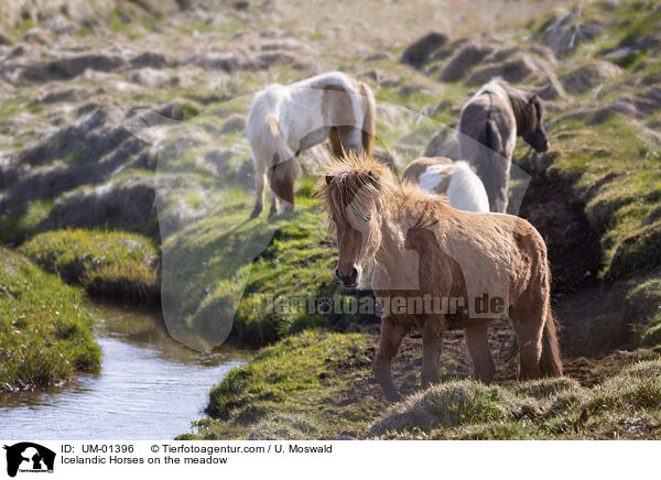 Icelandic Horses on the meadow / UM-01396