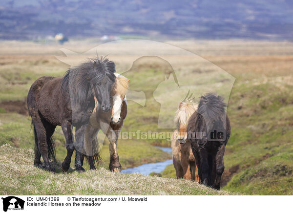 Islnder auf der Wiese / Icelandic Horses on the meadow / UM-01399