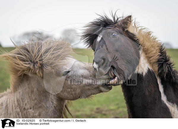 Icelandic Horses portrait / IG-02920