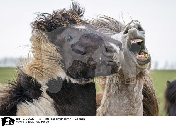 yawning Icelandic Horse / IG-02922