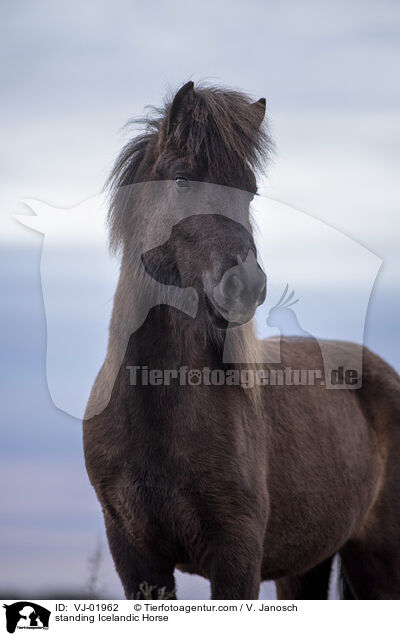 stehender Islnder / standing Icelandic Horse / VJ-01962