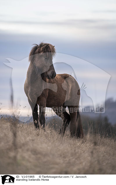 stehender Islnder / standing Icelandic Horse / VJ-01965