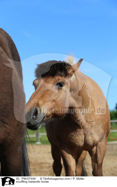 schnuppernder Islnder / snuffling Icelandic horse / PM-07549