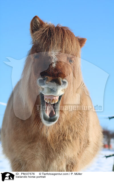 Icelandic horse portrait / PM-07576