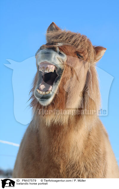 Icelandic horse portrait / PM-07579