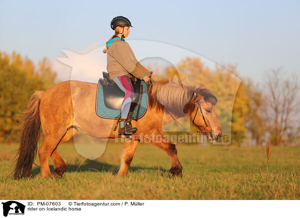 Reiterin auf Islnder / rider on Icelandic horse / PM-07603