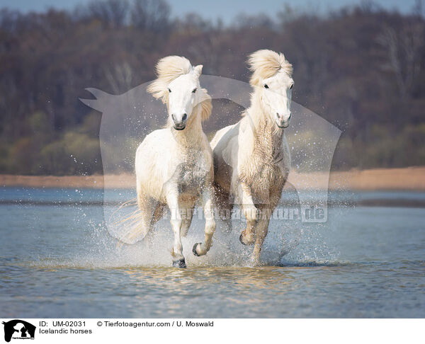 Icelandic horses / UM-02031