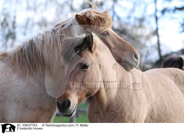 2 Islnder / 2 Icelandic horses / PM-07763