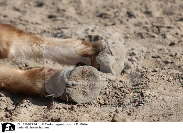Islnder Hufe / Icelandic horse hooves / PM-07774