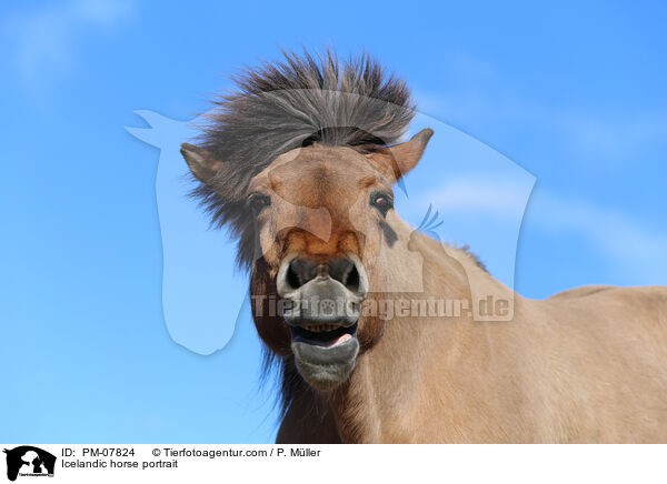 Islnder Portrait / Icelandic horse portrait / PM-07824