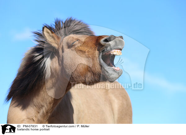 Islnder Portrait / Icelandic horse portrait / PM-07831