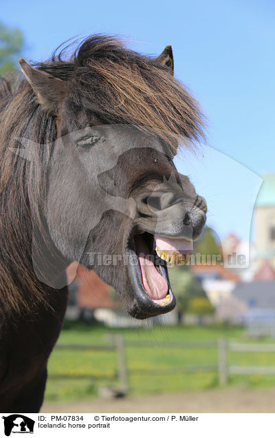 Icelandic horse portrait / PM-07834