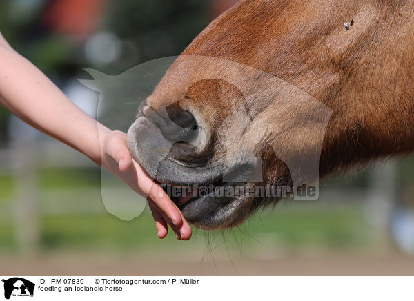 Islnder fttern / feeding an Icelandic horse / PM-07839