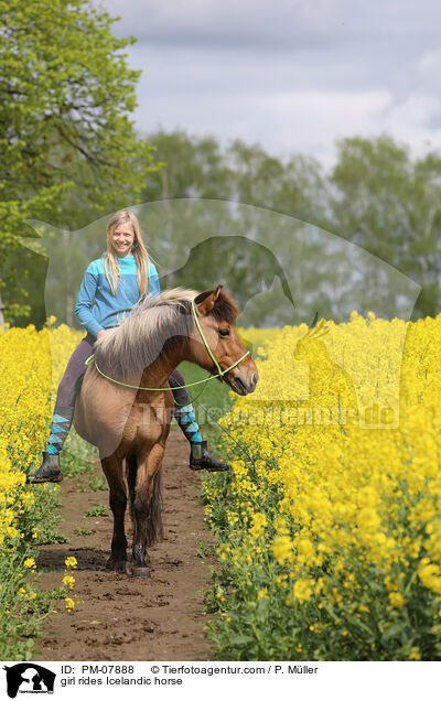Mdchen reitet Islnder / girl rides Icelandic horse / PM-07888