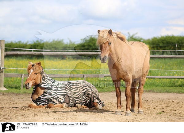 2 Pferde / 2 horses / PM-07893