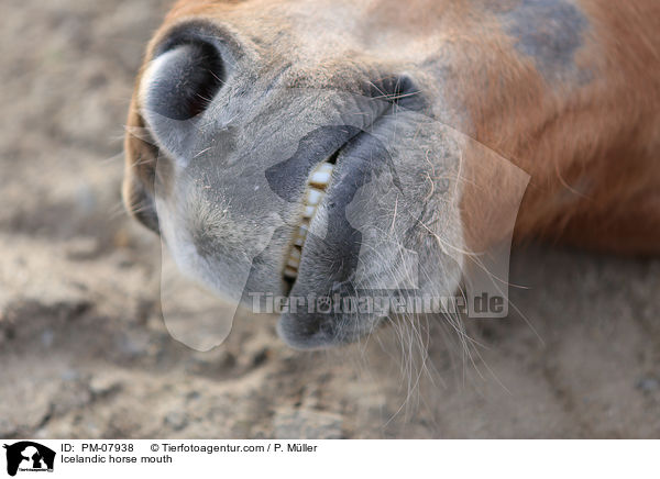 Islnder Maul / Icelandic horse mouth / PM-07938