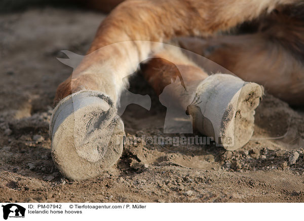 Islnder Hufe / Icelandic horse hooves / PM-07942