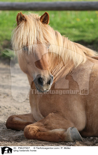 liegender Islnder / lying Icelandic horse / PM-07947