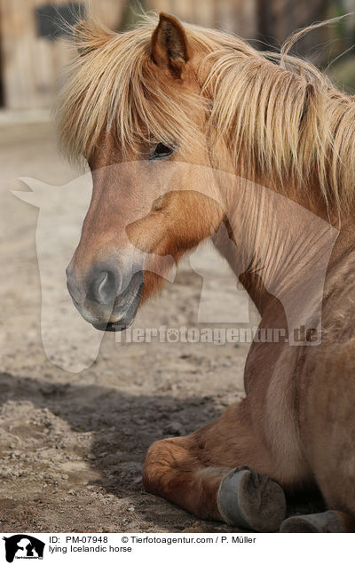 liegender Islnder / lying Icelandic horse / PM-07948