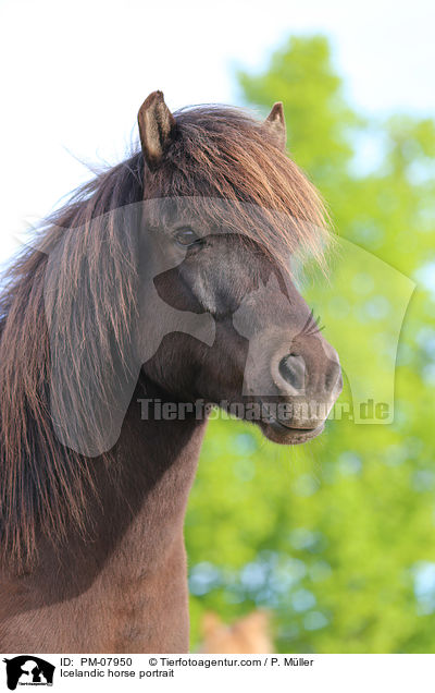 Islnder Portrait / Icelandic horse portrait / PM-07950