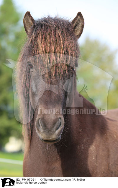 Islnder Portrait / Icelandic horse portrait / PM-07951
