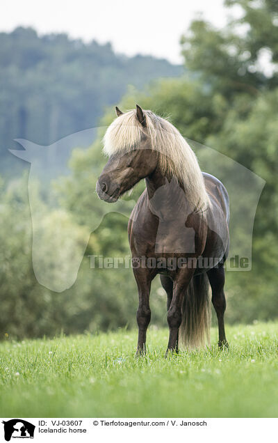 Icelandic horse / VJ-03607
