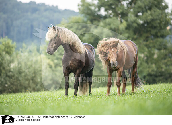 2 Icelandic horses / VJ-03609