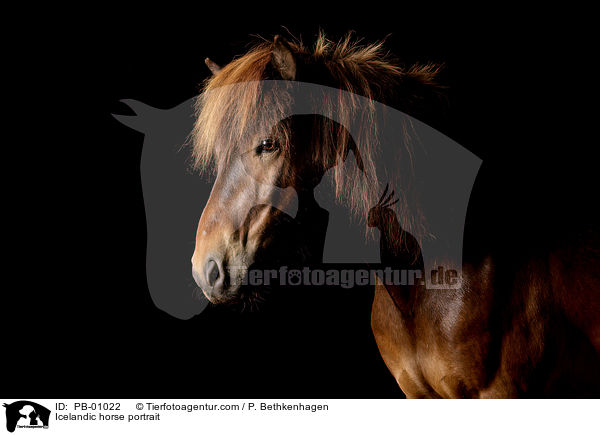 Islnder Portrait / Icelandic horse portrait / PB-01022